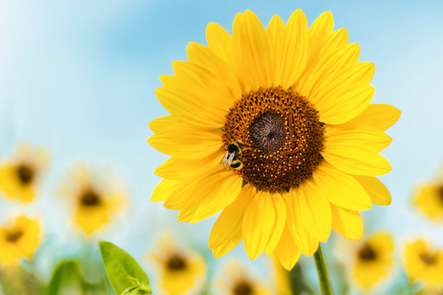 Bee on Sunflower Closeup View Photograph Print 100% Australian Made