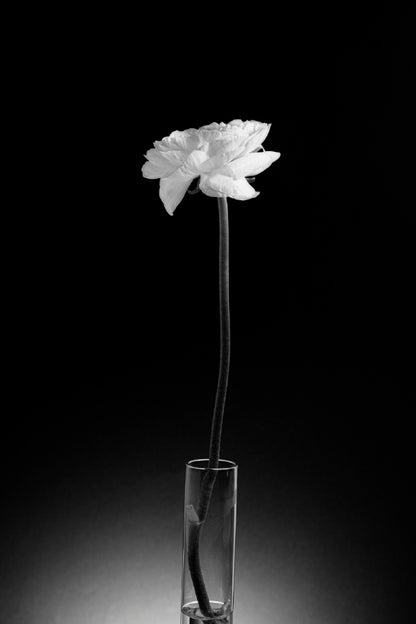 White Rose with Glass Vase B&W View Photograph Print 100% Australian Made