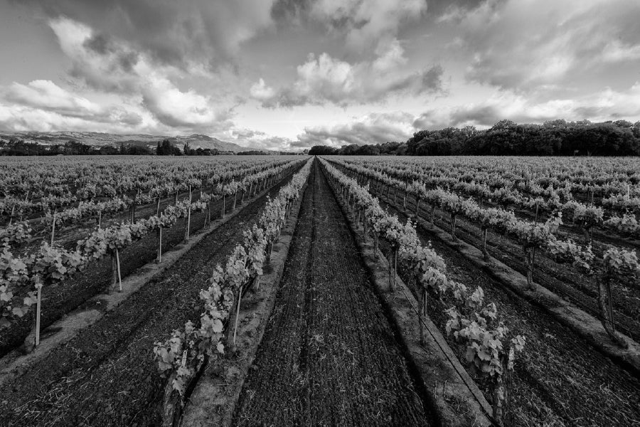 Vineyard View in Italy B&W Photograph Print 100% Australian Made