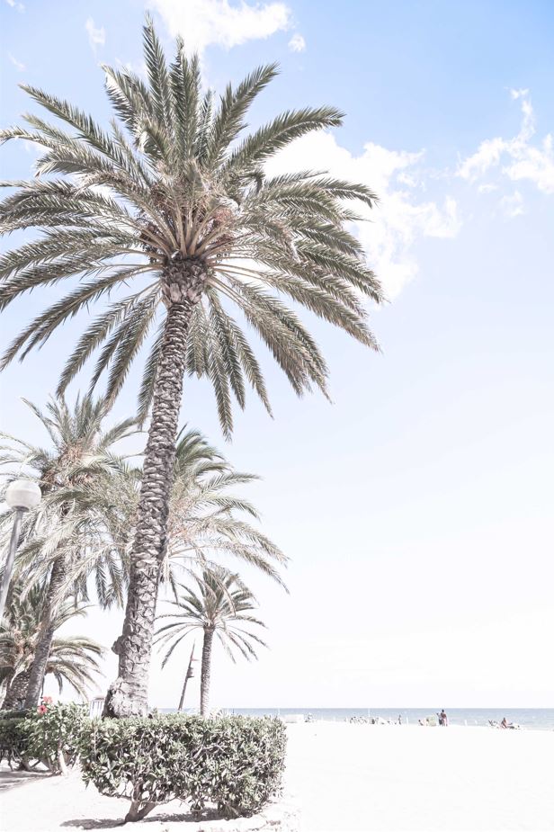 Palm Trees at Sea Shore Scenery Photograph Print 100% Australian Made