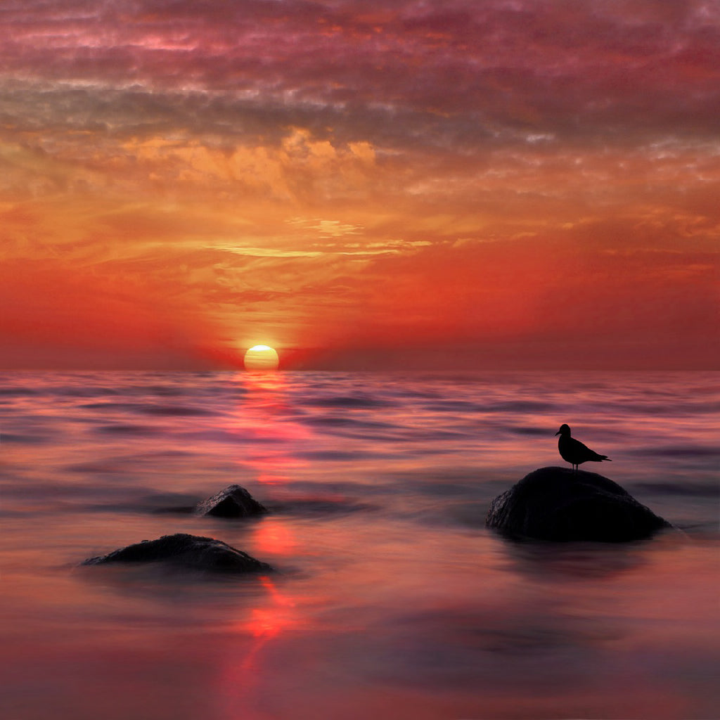 Square Canvas Bird on Sea Rocks Sunset View Photograph High Quality Print 100% Australian Made