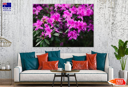 Rhododendron Plant Flowers View Photograph Print 100% Australian Made