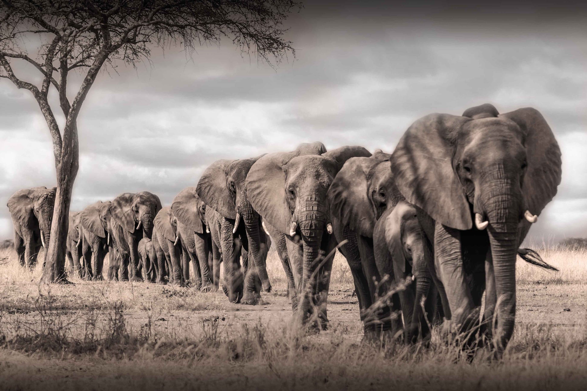 African Bush Elephants View Photograph Print 100% Australian Made