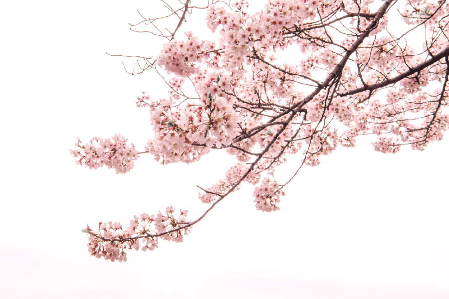 Cherry Blossom Flowers Branch View Photograph Print 100% Australian Made