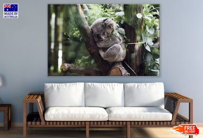 Baby Koala Bear on a Tree Photograph Print 100% Australian Made