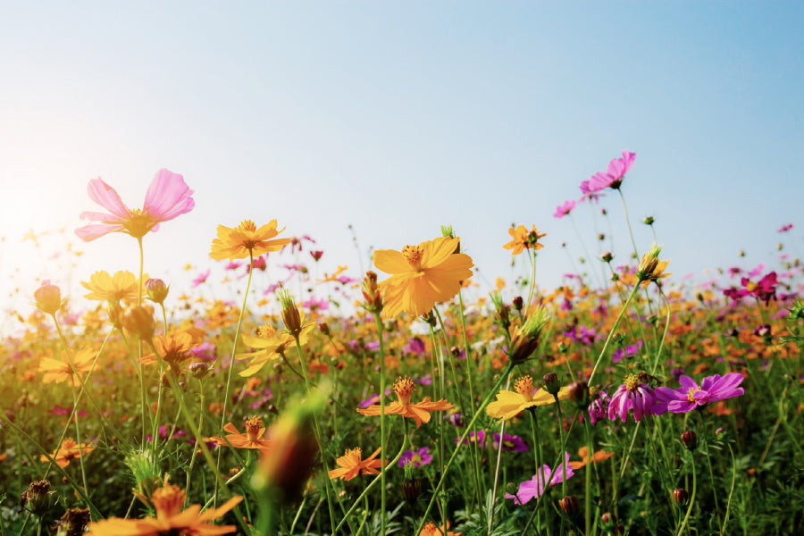 Yellow & Pink Cosmos Field Sunset Photograph Print 100% Australian Made