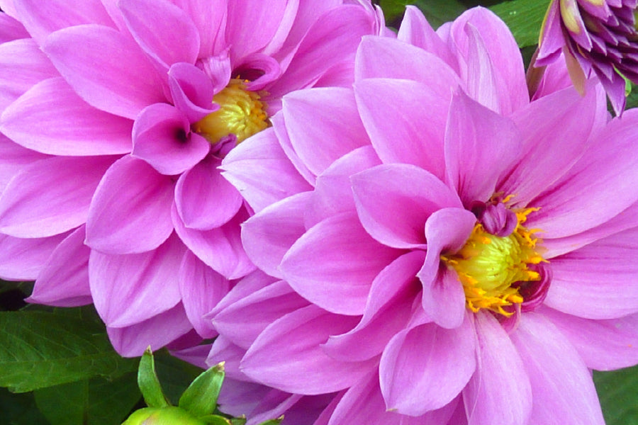 Pink Water Lilies Closeup View Photograph Print 100% Australian Made