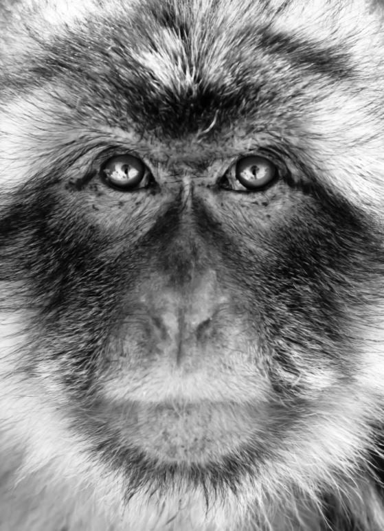 Monkey Portrait B&W Photograph Home Decor Premium Quality Poster Print Choose Your Sizes