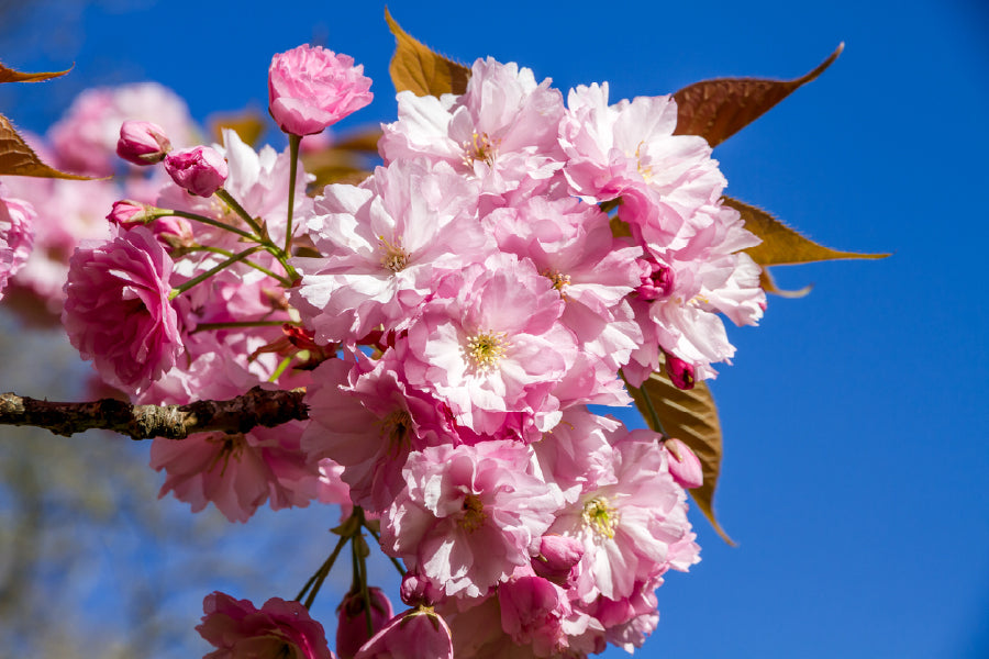 Japanese Cherry Blossom Branch View Photograph Home Decor Premium Quality Poster Print Choose Your Sizes