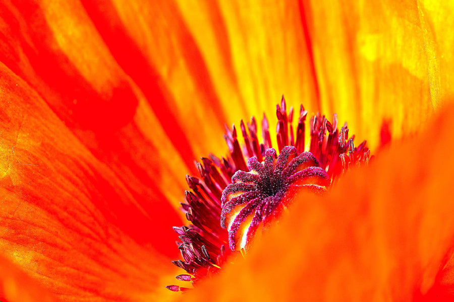 Poppy Flower Closeup Photograph Home Decor Premium Quality Poster Print Choose Your Sizes