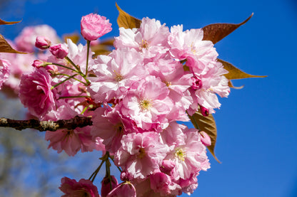 Japanese Cherry Blossom Branch View Photograph Print 100% Australian Made