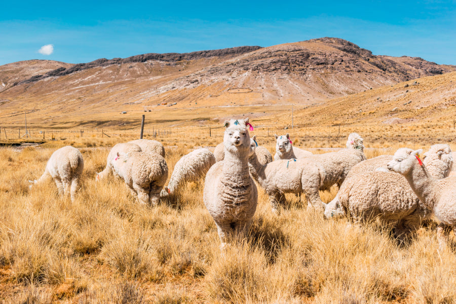 Bella Home Lamas & Eating Grass Print Canvas Ready to hang