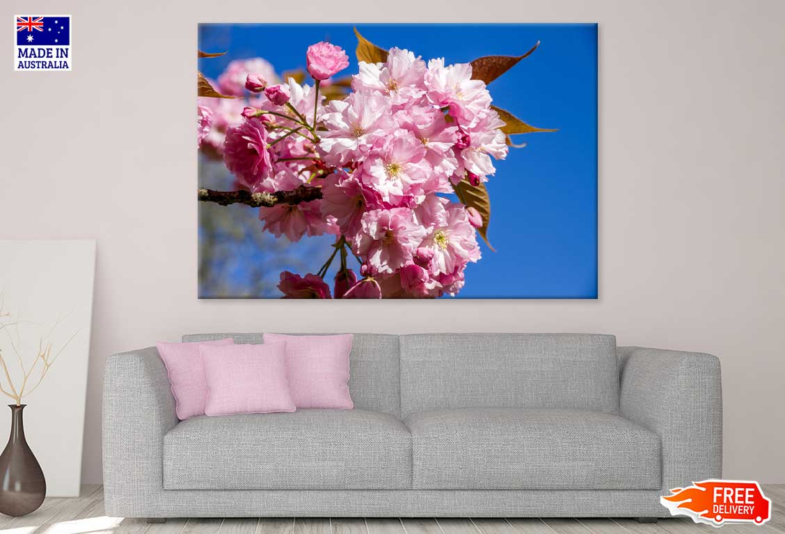 Japanese Cherry Blossom Branch View Photograph Print 100% Australian Made