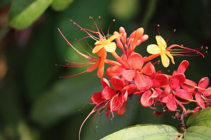 Yellow & Red Small Flowers Closeup Photograph Print 100% Australian Made