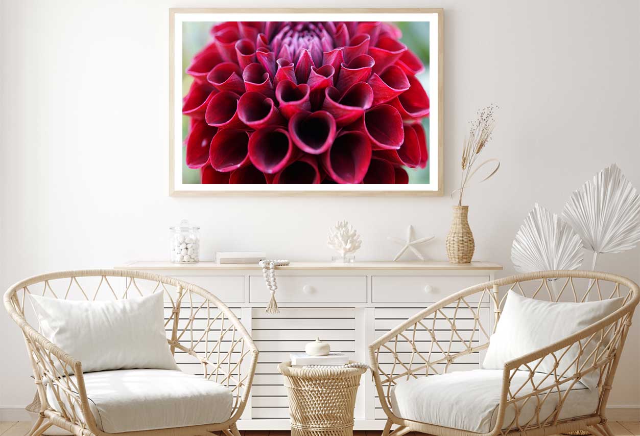 Maroon Dahlia Flower Closeup View Photograph Home Decor Premium Quality Poster Print Choose Your Sizes