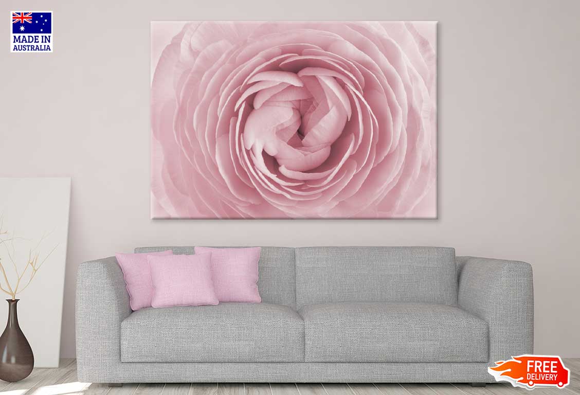 Pink Ranunculus Flower Macro View Photograph Print 100% Australian Made