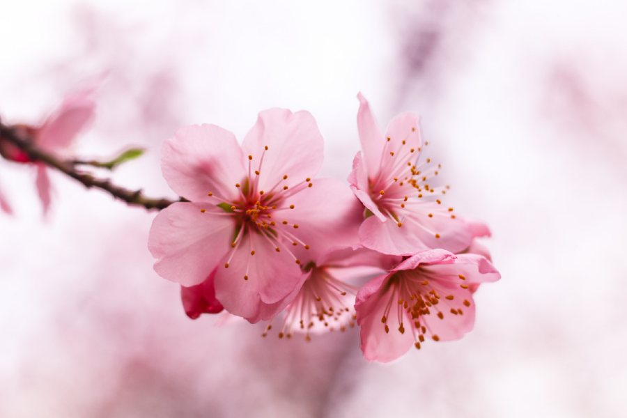 Blossom Flowers On Tree Closeup Photograph Print 100% Australian Made