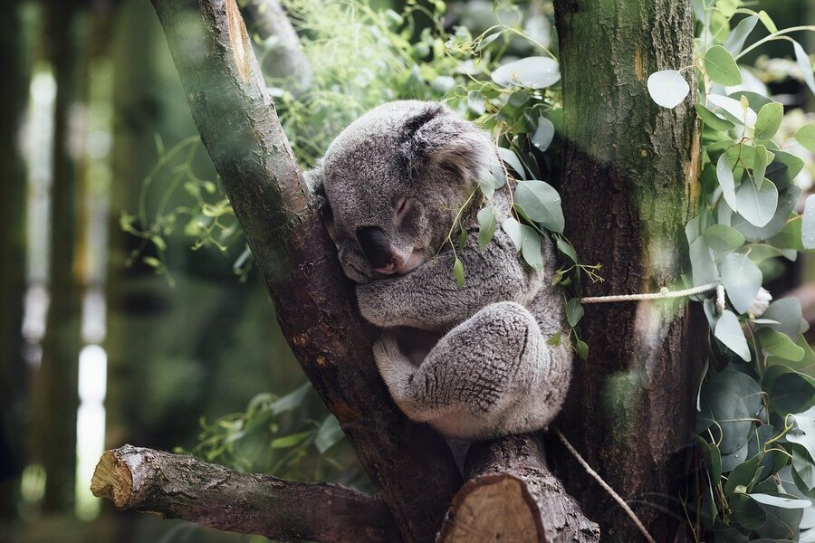 Baby Koala Bear on a Tree Photograph Print 100% Australian Made