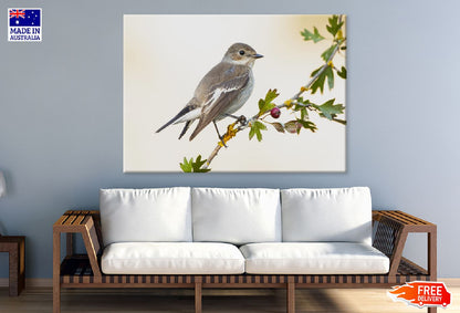 Sparrow Bird on Tree Branch View Photograph Print 100% Australian Made