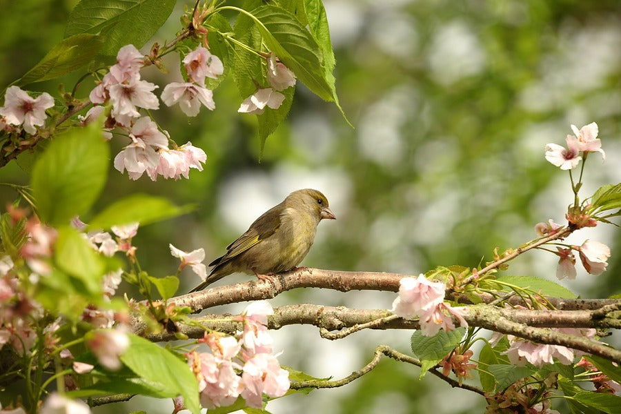 Greenfinch Bird on Blossom Flower Branch Photograph Print 100% Australian Made