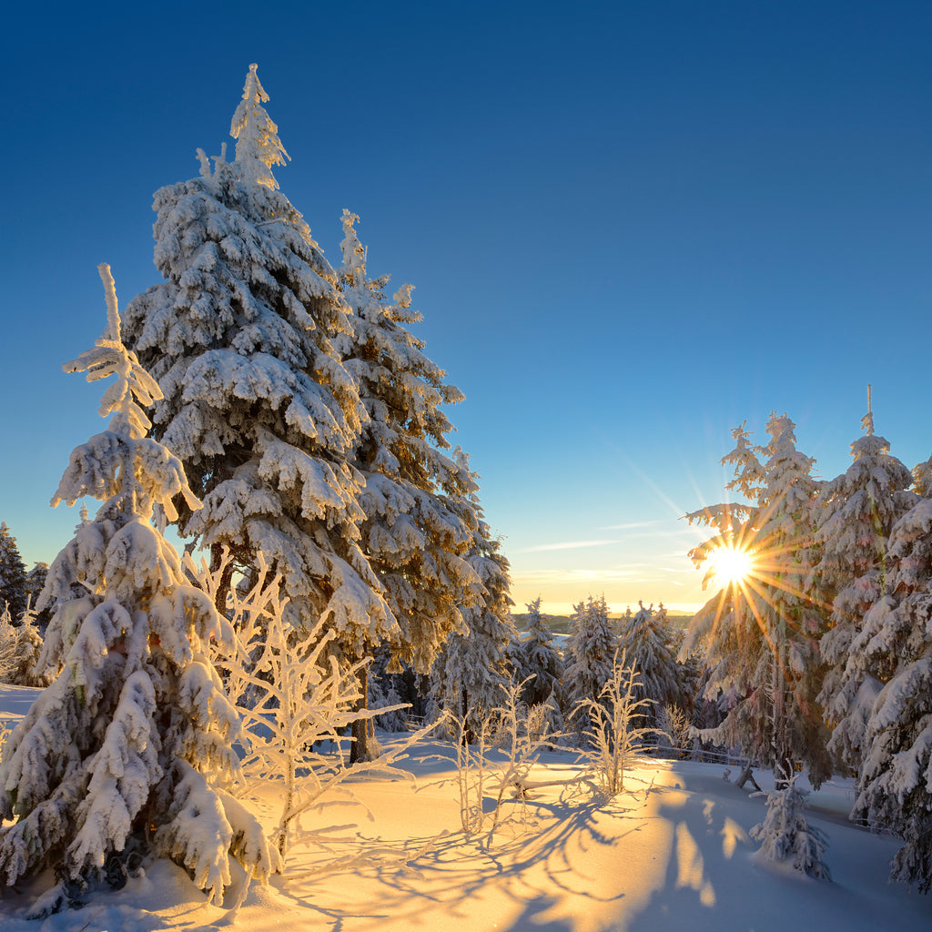 Square Canvas Snow Covered Trees Scenery Photograph High Quality Print 100% Australian Made