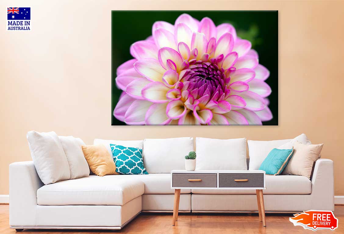 White Pink Dahlia Flower Closeup View Photograph Print 100% Australian Made