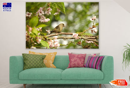 Greenfinch Bird on Blossom Flower Branch Photograph Print 100% Australian Made