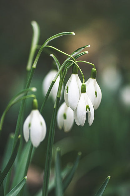 White Snowdrop Flowers Closeup Photograph Print 100% Australian Made