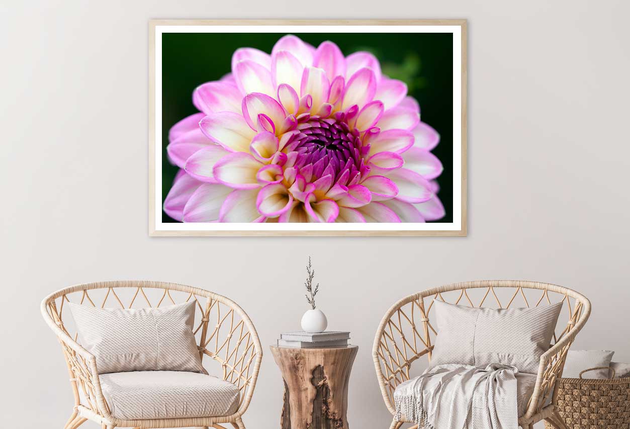 White Pink Dahlia Flower Closeup View Photograph Home Decor Premium Quality Poster Print Choose Your Sizes