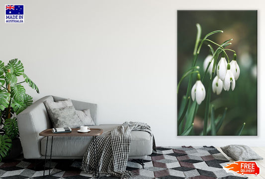 White Snowdrop Flowers Closeup Photograph Print 100% Australian Made