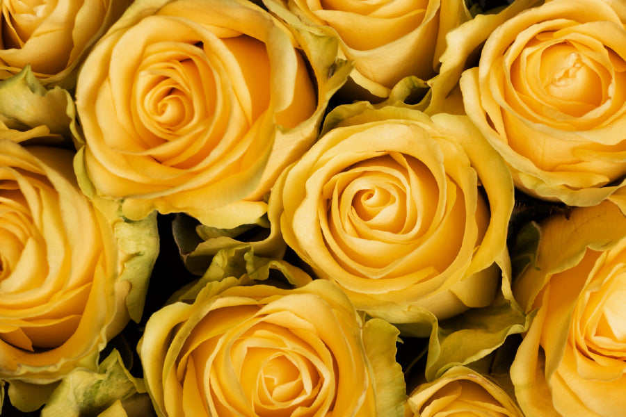 Yellow Roses Closeup View Photograph Print 100% Australian Made