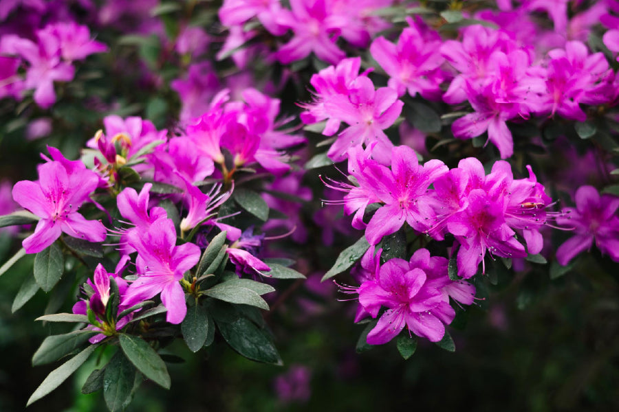 Rhododendron Plant Flowers View Photograph Print 100% Australian Made