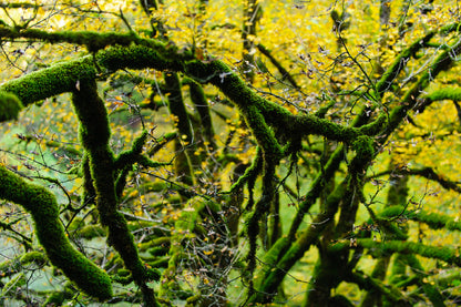 Mossy Tree Branches View Photograph Print 100% Australian Made