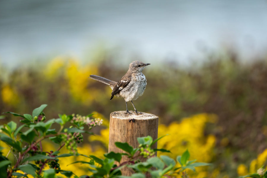 Sparrow Bird on Tree Log View Photograph Home Decor Premium Quality Poster Print Choose Your Sizes