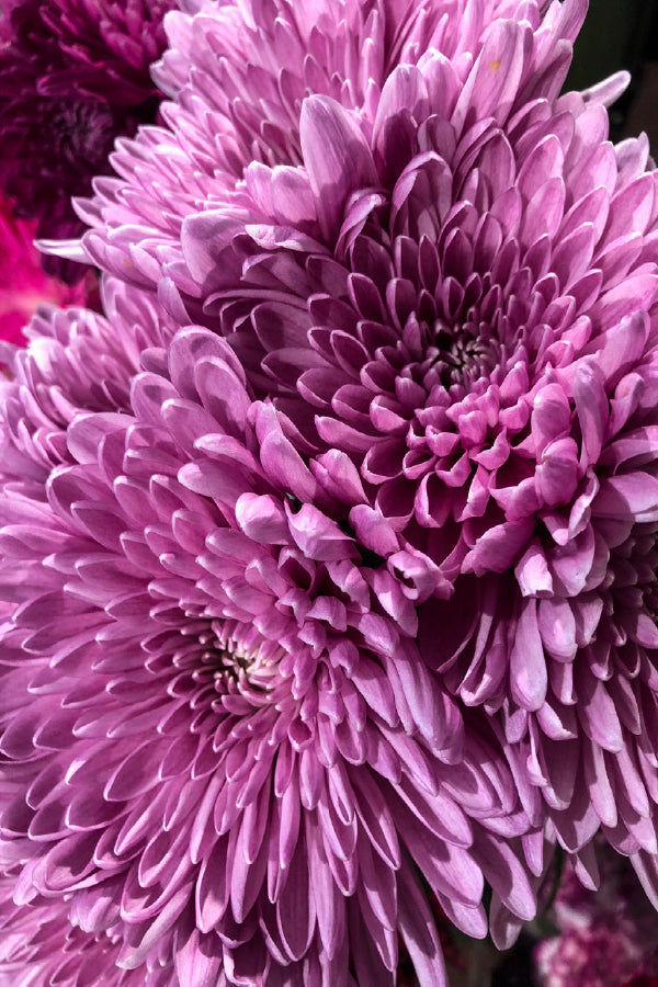 Pink Chrysanthemum Flowers View Photograph Print 100% Australian Made