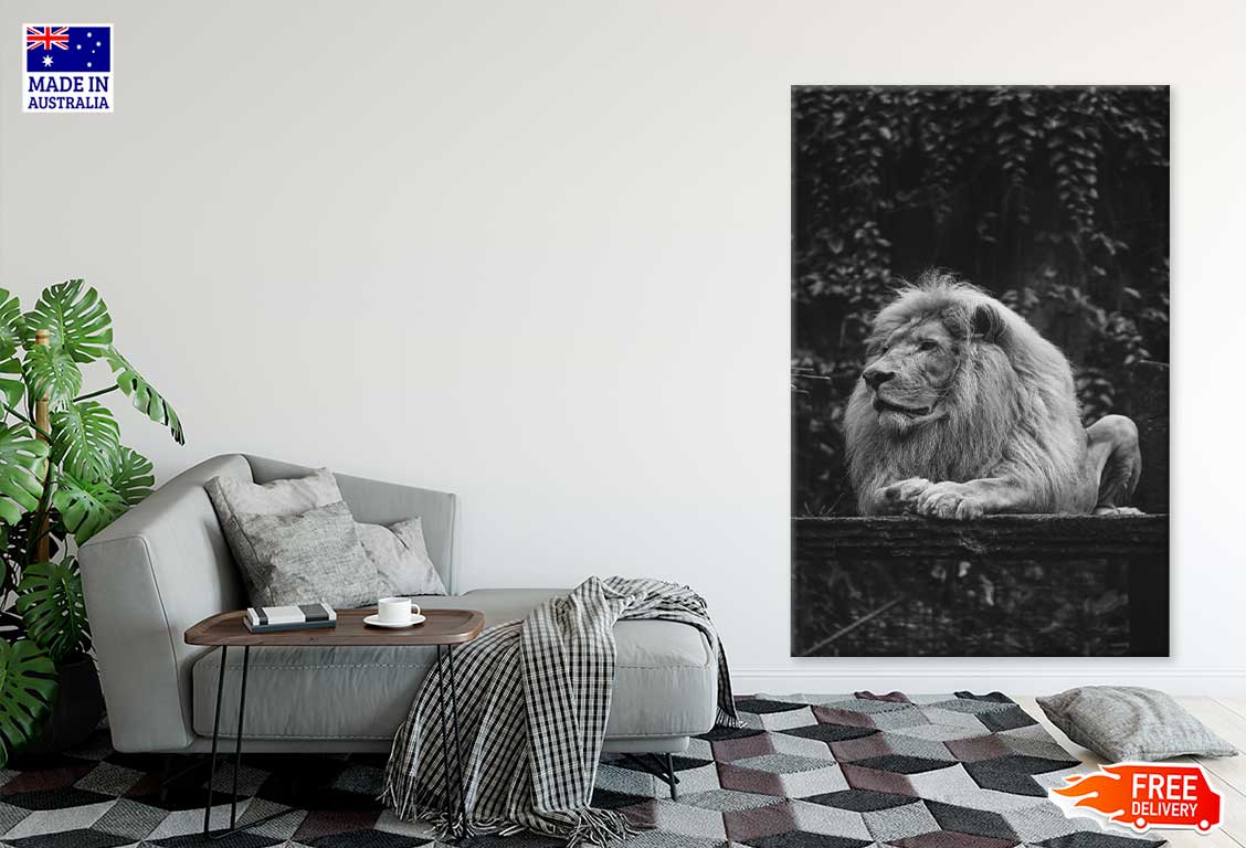 Majestic Lion B&W View Photograph Print 100% Australian Made