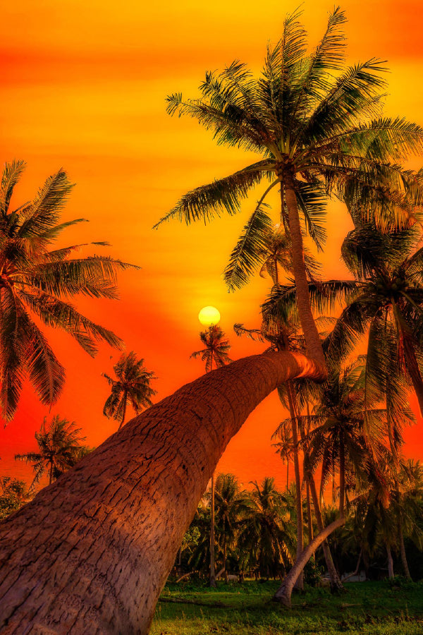 Coconut Palm Trees Sunset View Photograph Print 100% Australian Made