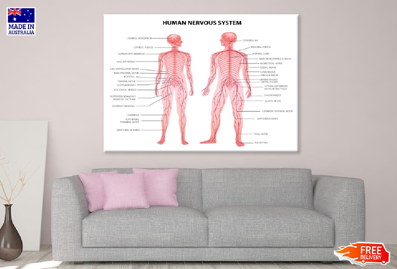 Male & Female Body Anatomy Vector Art Print 100% Australian Made
