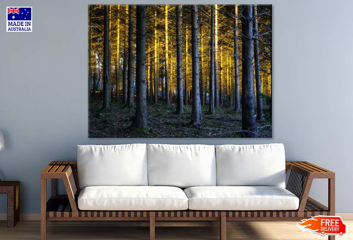 Sunrays in Forest Photograph Print 100% Australian Made