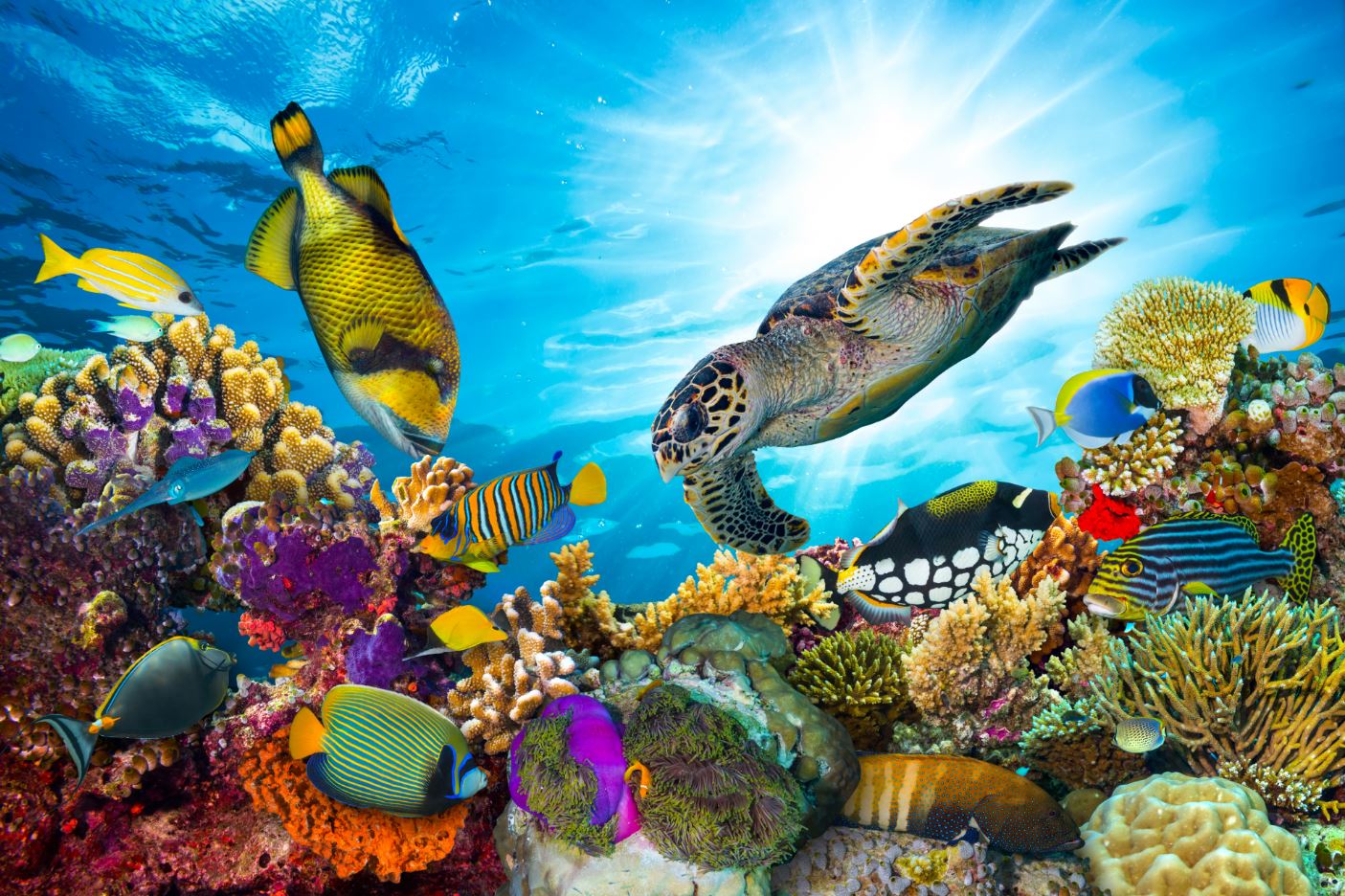 Sea Animals Underwater Photograph Home Decor Premium Quality Poster Print Choose Your Sizes