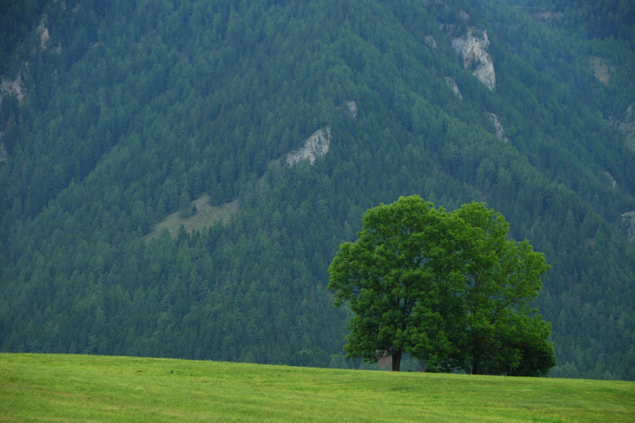 Alone Green Tree on High Mountain Photograph Print 100% Australian Made