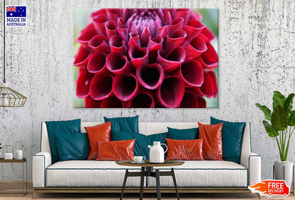 Maroon Dahlia Flower Closeup View Photograph Print 100% Australian Made