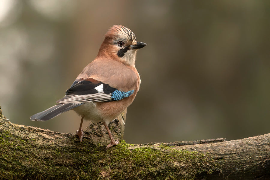 Eurasian Jay Bird Closeup View Photograph Print 100% Australian Made