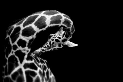 Giraffe B&W View Photograph Print 100% Australian Made