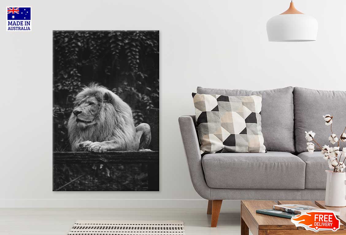 Majestic Lion B&W View Photograph Print 100% Australian Made