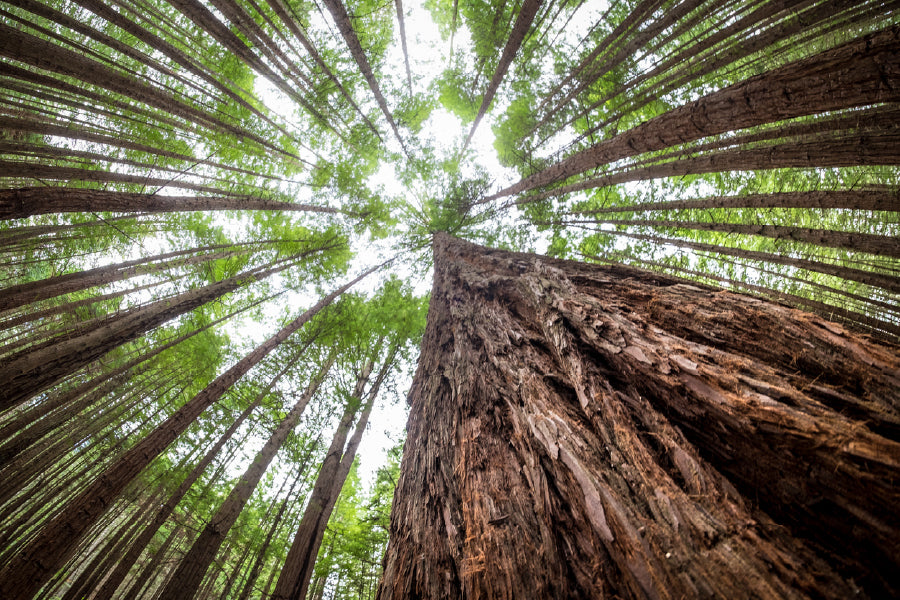 Large Trees View From Below View Photograph Print 100% Australian Made