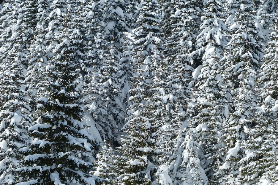 Snow Covered Trees Photograph Print 100% Australian Made