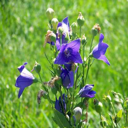 Square Canvas Purple Bell Flowers with Buds Photograph High Quality Print 100% Australian Made