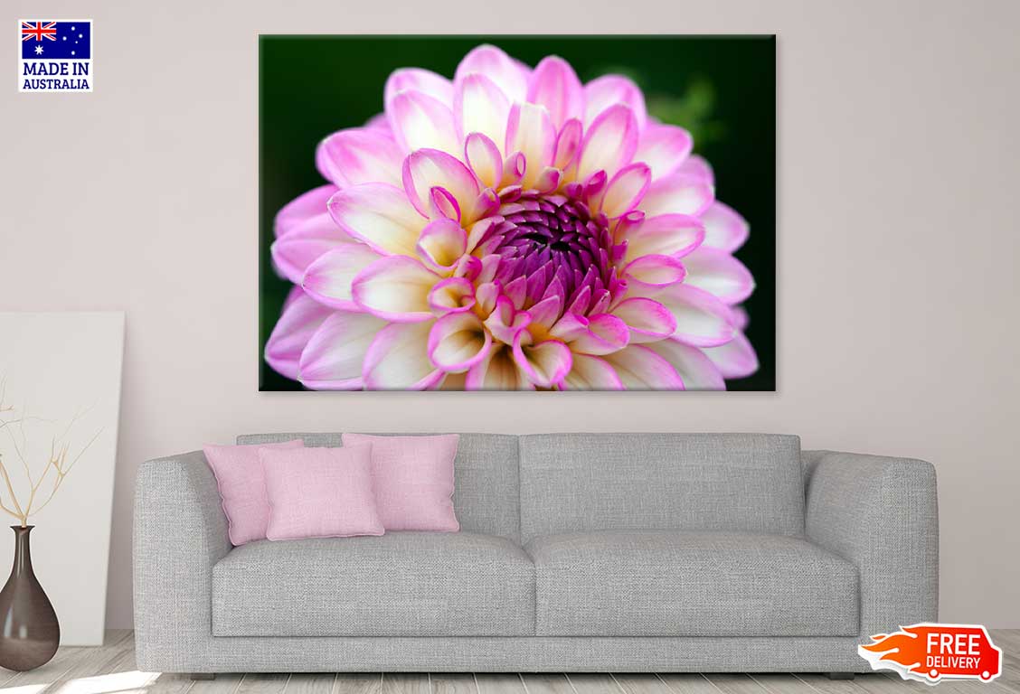 White Pink Dahlia Flower Closeup View Photograph Print 100% Australian Made