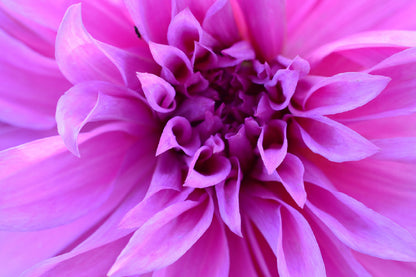 Purple Calyx Flower Closeup View Photograph Print 100% Australian Made